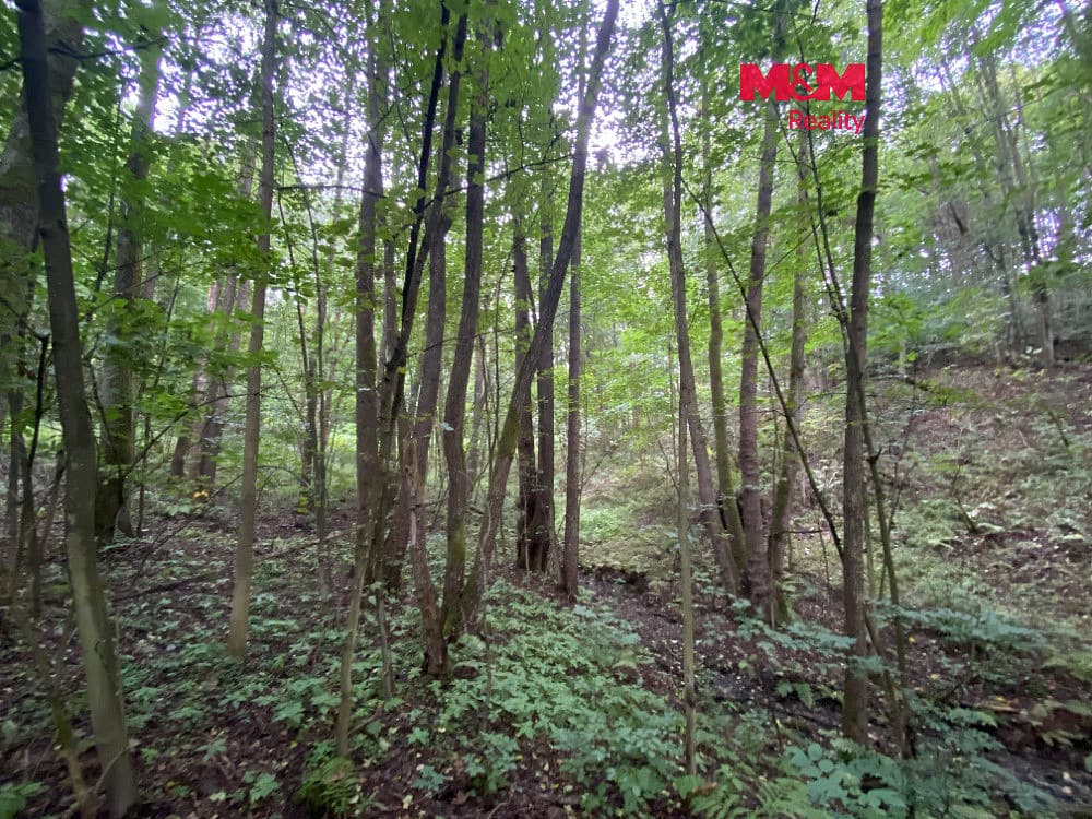 Prodej lesa 1 204 m²
