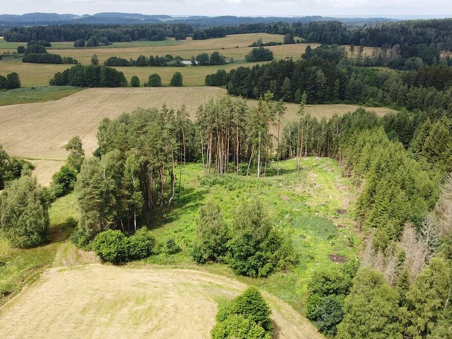 Dražba lesa 2 668 m²